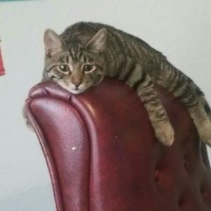 Meet your Posher, Tyler